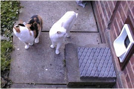 two cats by a cat flap